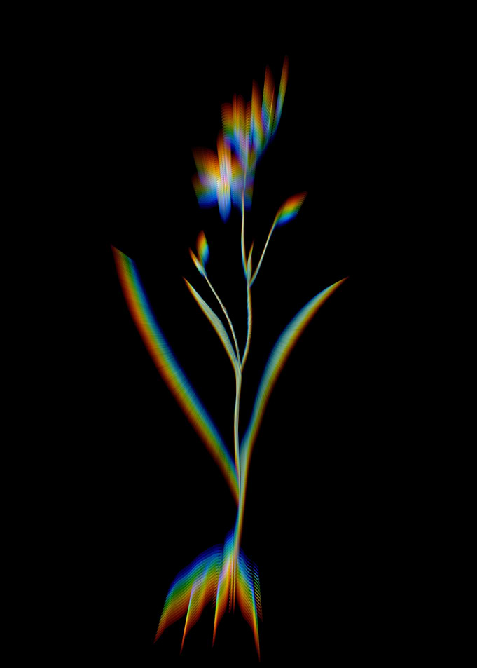 Prism Ixia Secunda