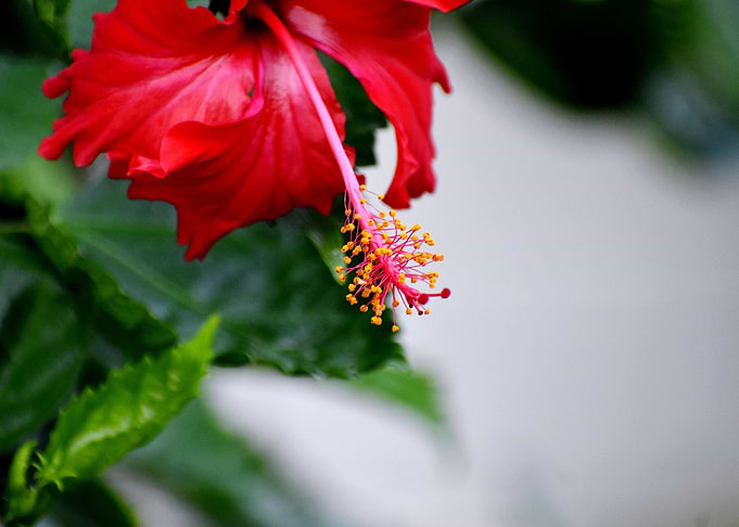 Beautiful snap of flower