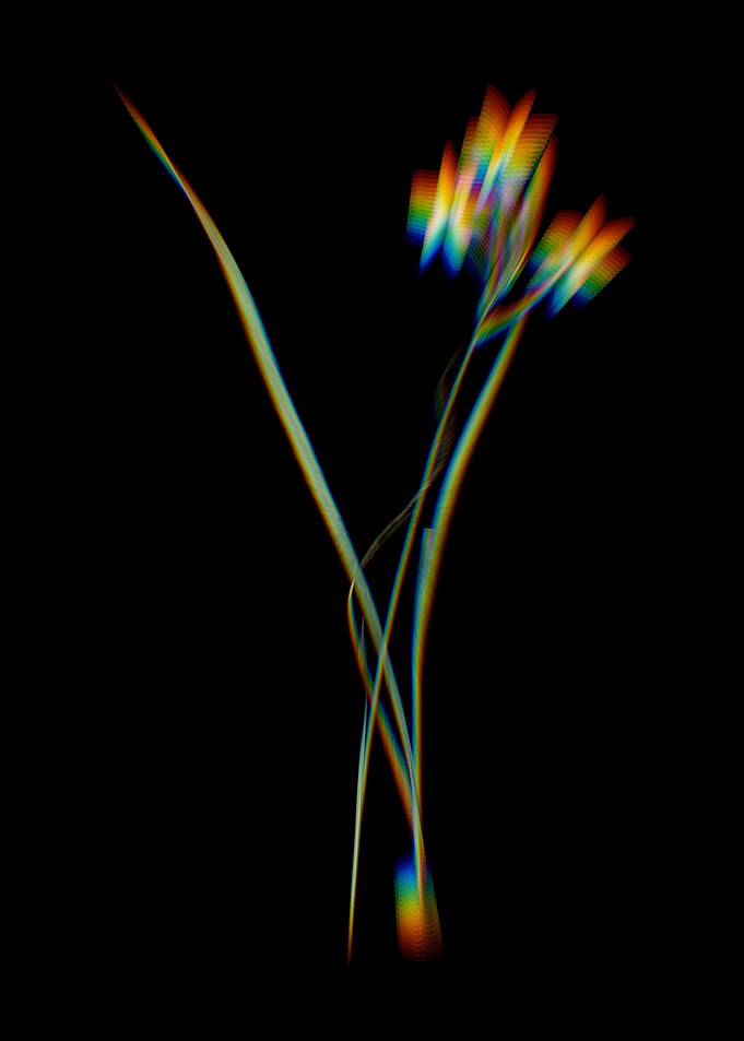 Prism Ixia Longiflora