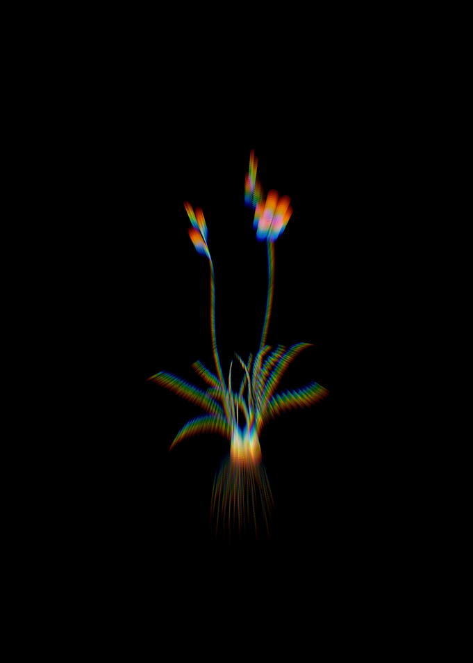 Prism Ixia Crispa