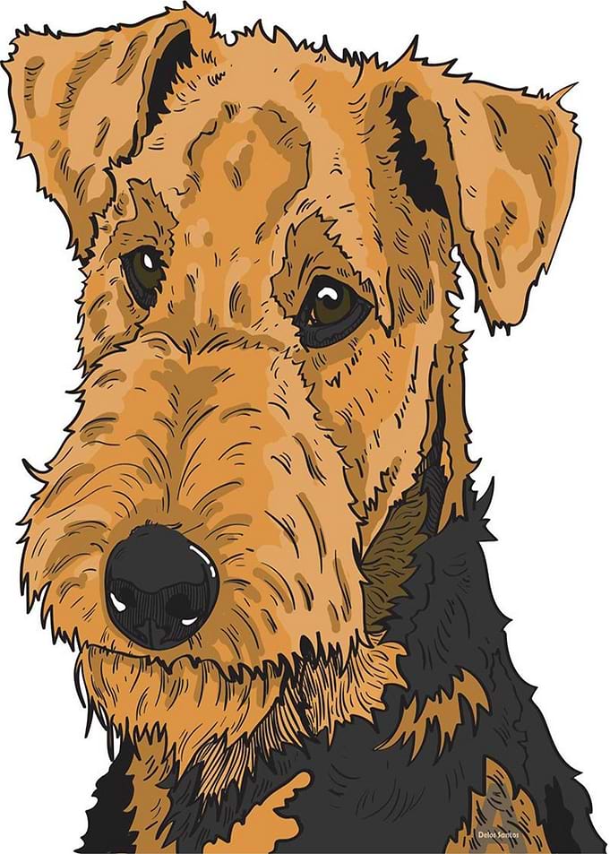 Airedale terrier