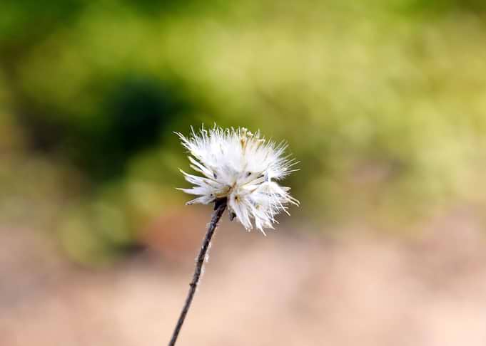 Beautiful snap of flower