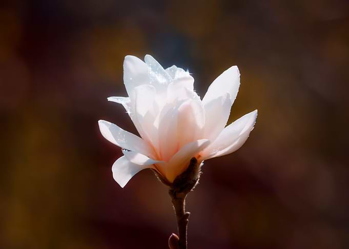 White Magnolia