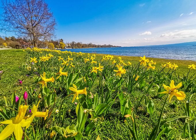 sunny spring