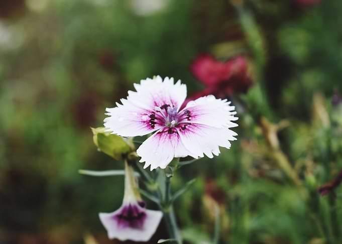 Beautiful snap of flower
