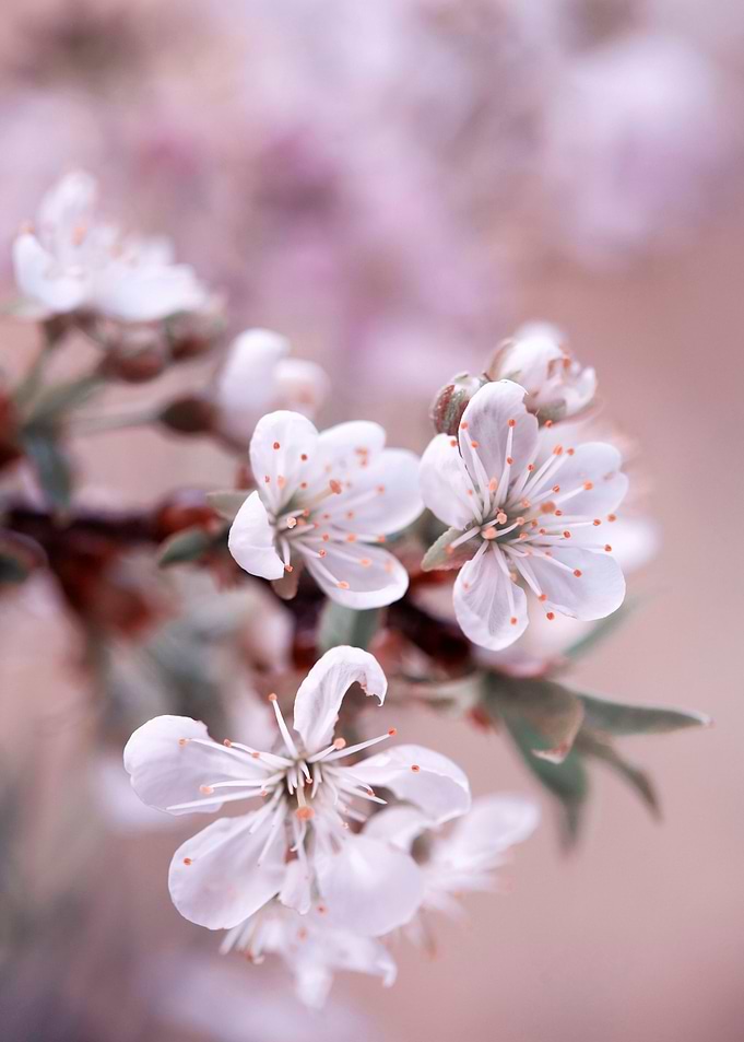 Cherry blossoms