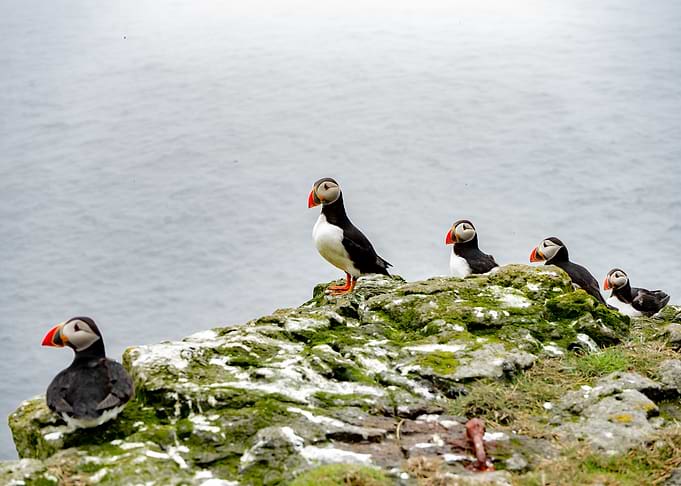 Atlantic Puffin in FO