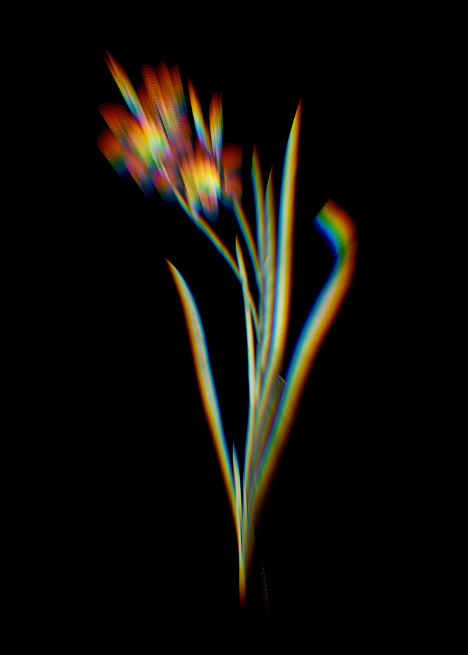 Prism Ixia Tricolor