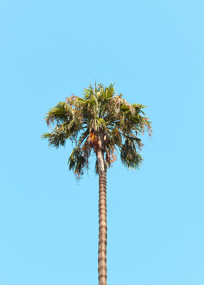 Palm Tree