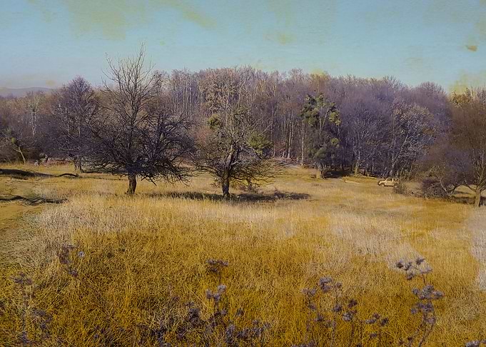 Forest lane