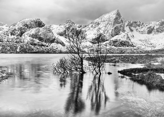 Tree reflection