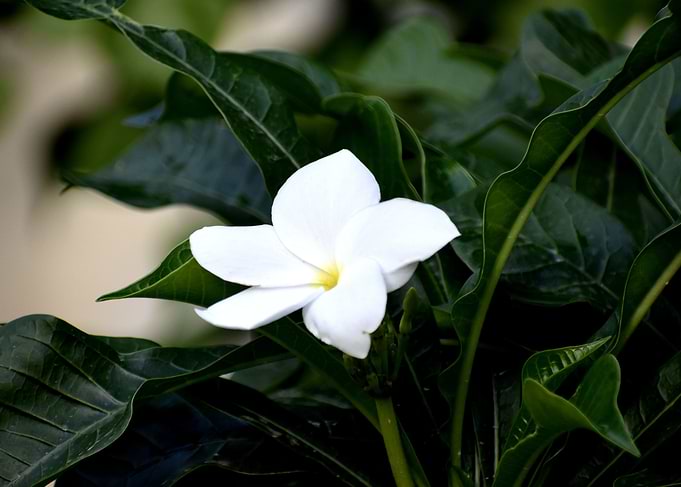 Beautiful snap of flower