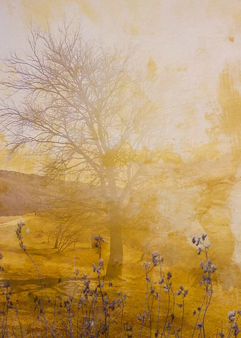 Tree postcard