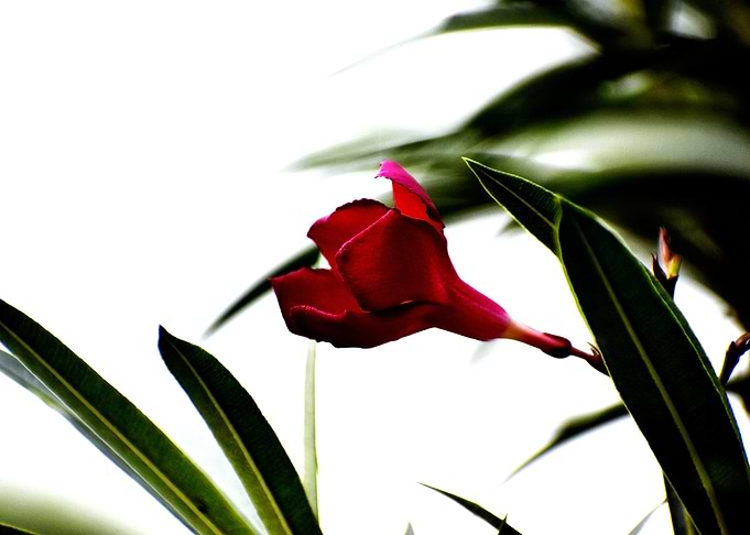 Beautiful snap of flower