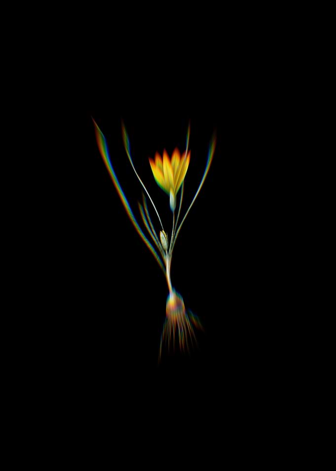 Prism Ixia Filifolia