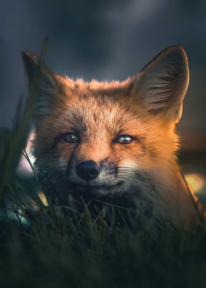 The Hiding Fox