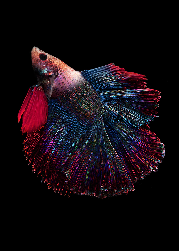 The Sky Fish
