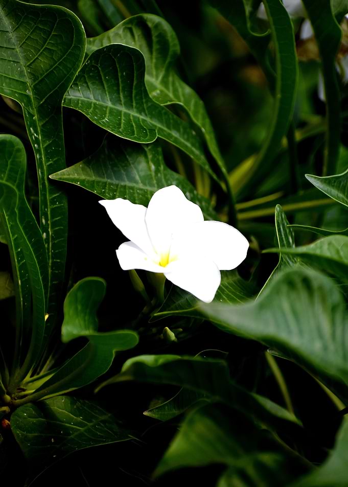 Beautiful snap of flower