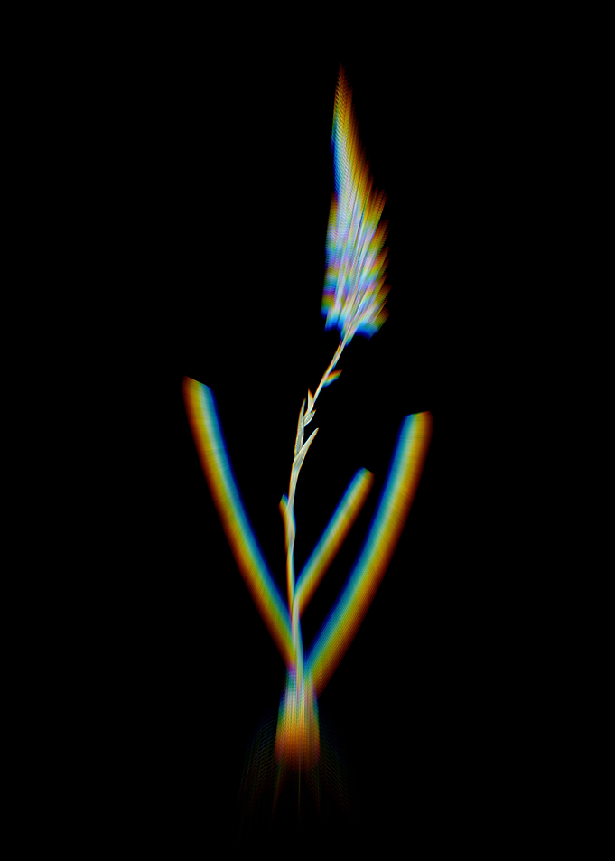 Prism Ixia Cepacea