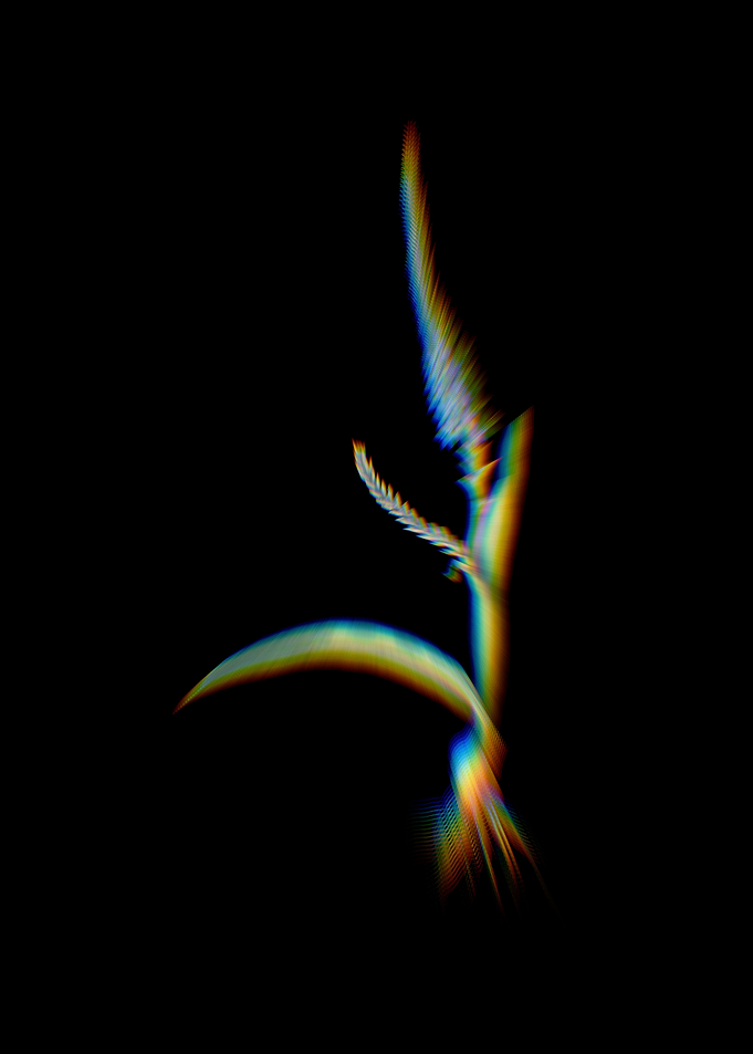Prism Ixia Plantaginea