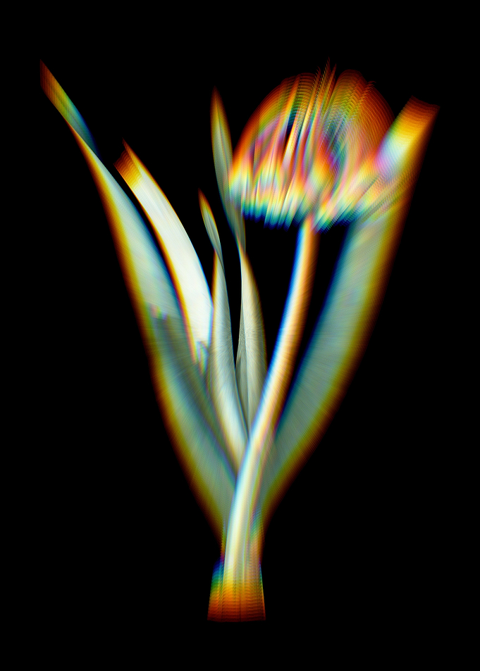 Prism Knysna Lily