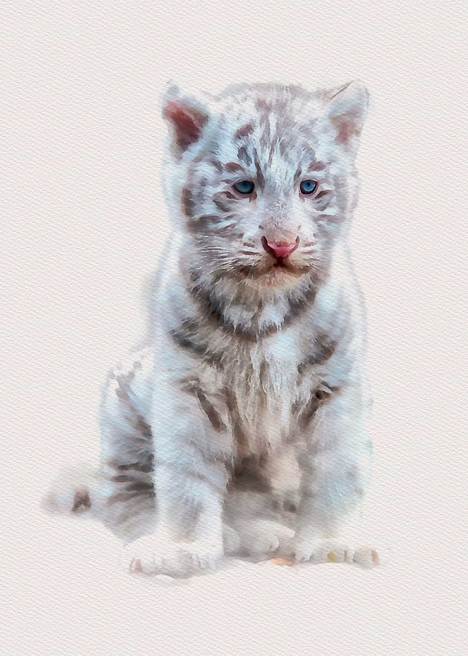 Bengal Baby Tiger
