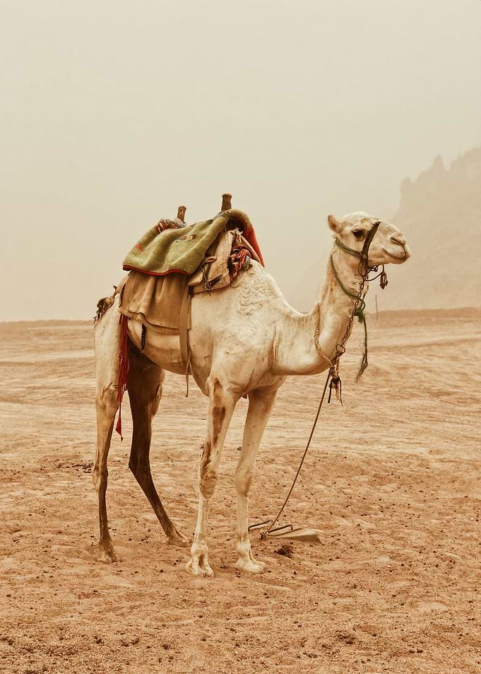 Camel in Desert