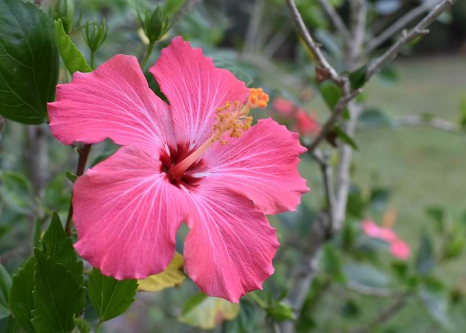 Tropical Flower