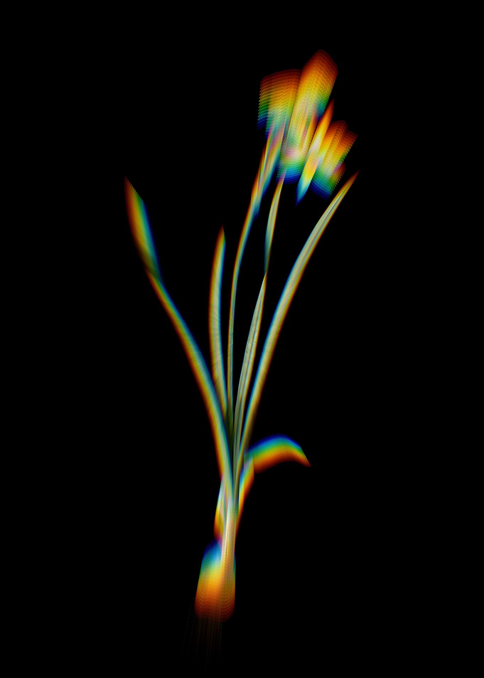 Prism Narcissus Calathinus