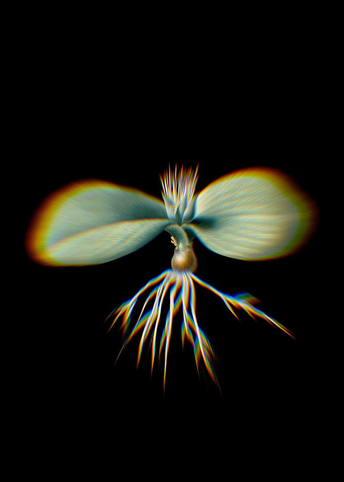Prism Massonia Pustulata