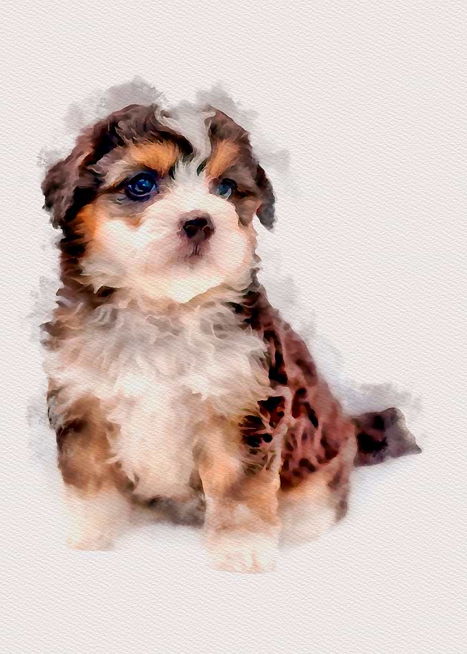 Cute puppy