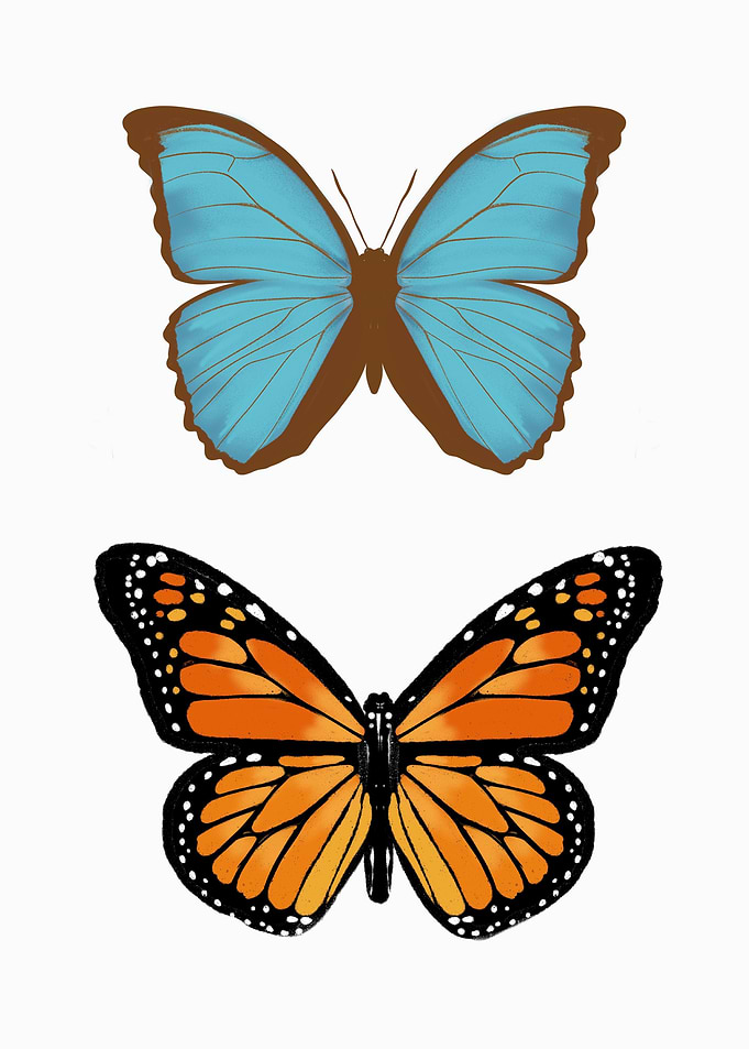 Butterfly Art