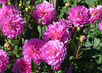 Pink Roses