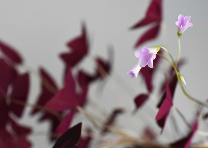 Tiny Flowers