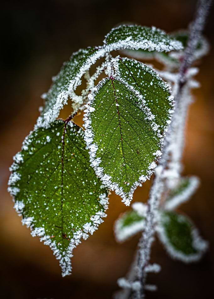 Frozen forest