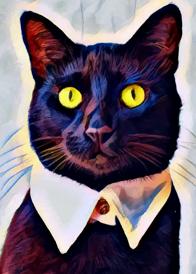 White Collar Black Cat