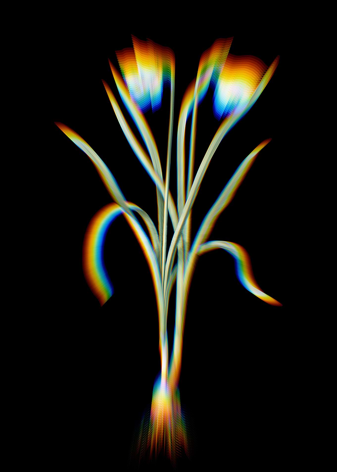 Prism Narcissus