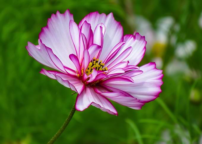 pink cosmos flower meadow