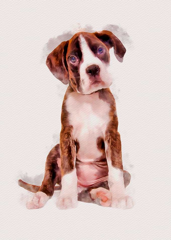 Cute Boxer Puppy