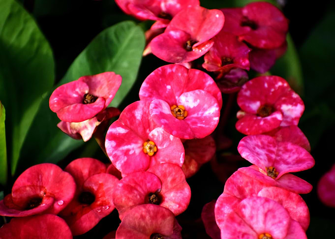 Pink Flowers