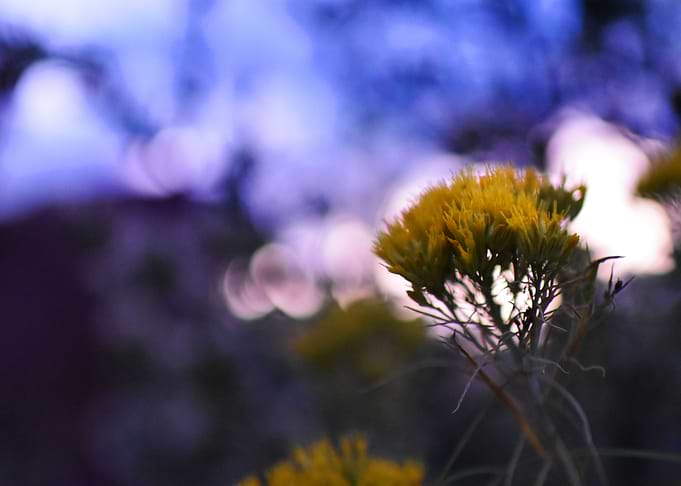 Flower at Dusk