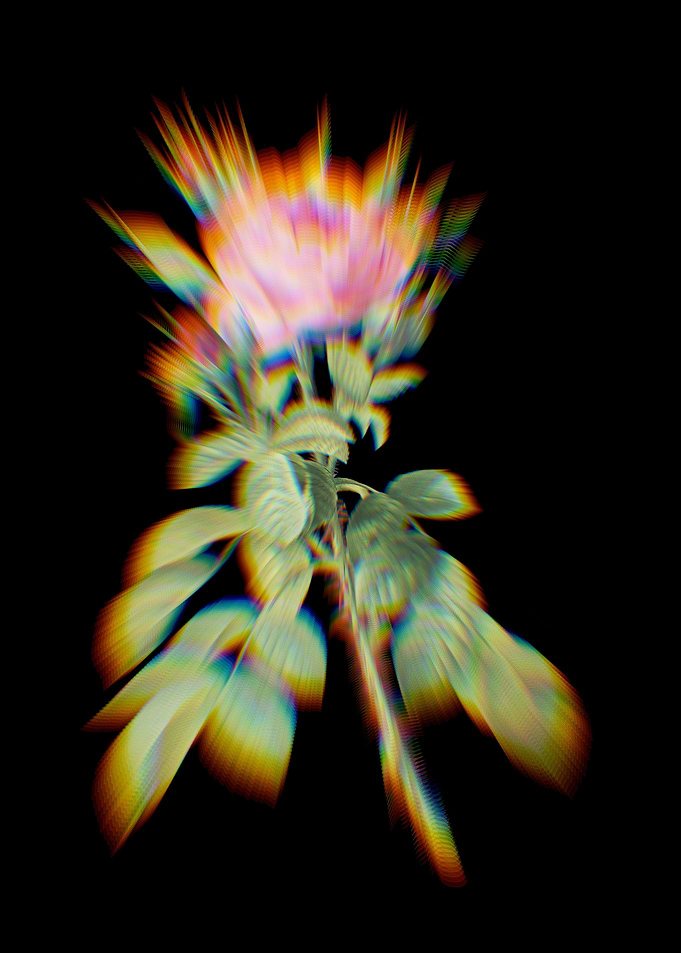 Prism Four Seasons Rose