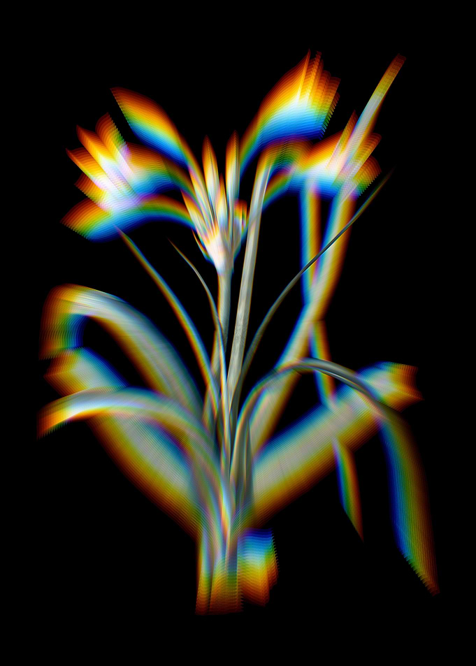 Prism Malgas Lily