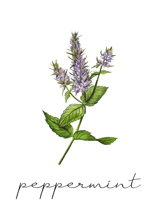 Peppermint