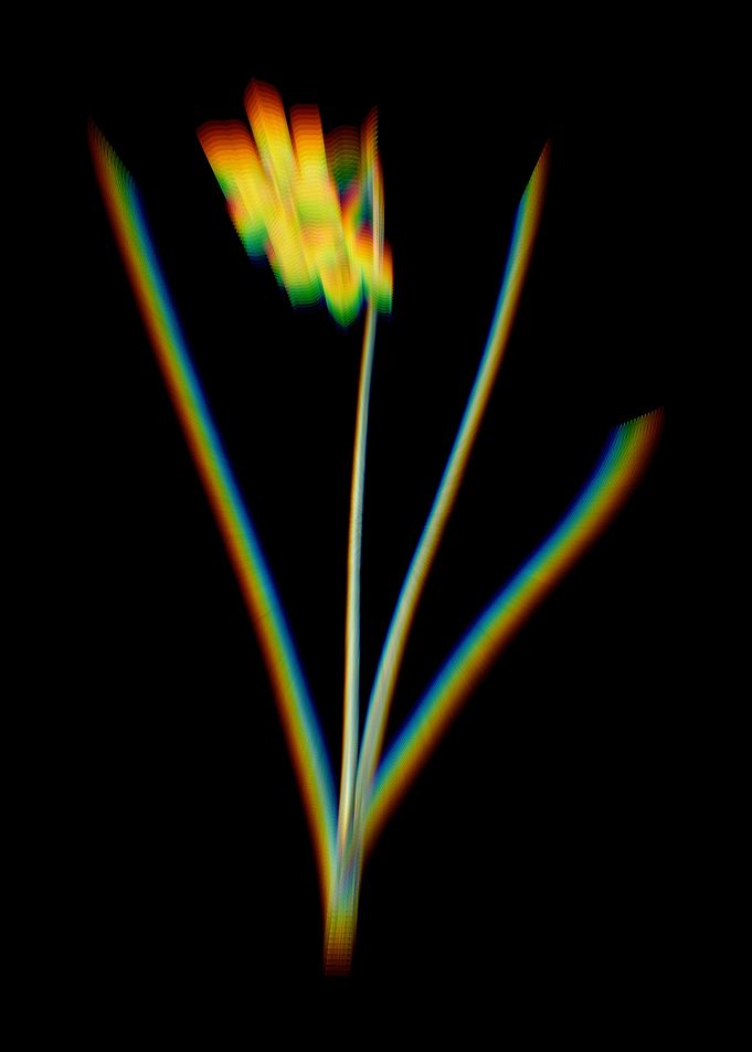 Prism Narcissus Odorus