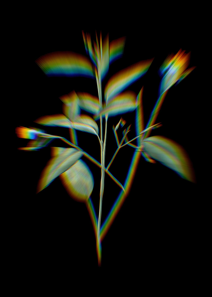 Prism Maranta Arundinacea