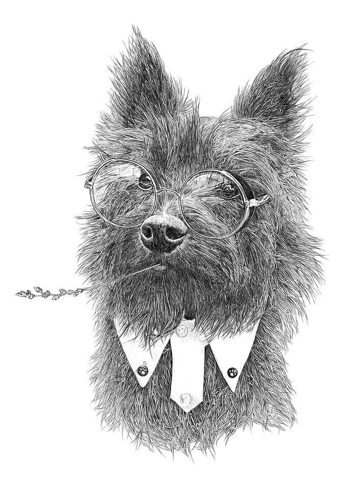 Toto Terrier