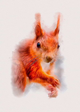 Baby Squirrel
