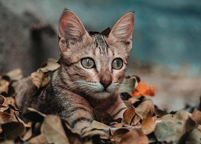 Small Kitten