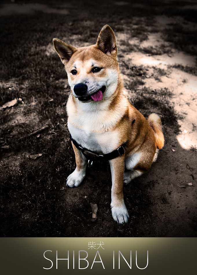 The Happy Shiba